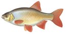 Проховское Подворье - иконка «рыбалка» в Максатихе